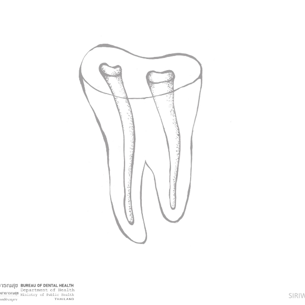 ชุดที่ 33 ภาพวาดลายเส้นฟัน Anatomy ชุดที่ 3 gray