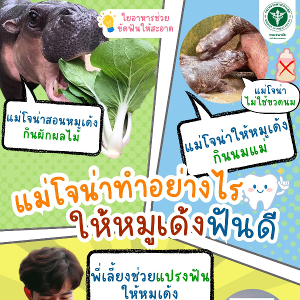 หมูเด้ง “ฟันดี” เพราะมีผู้ช่วยดูแล